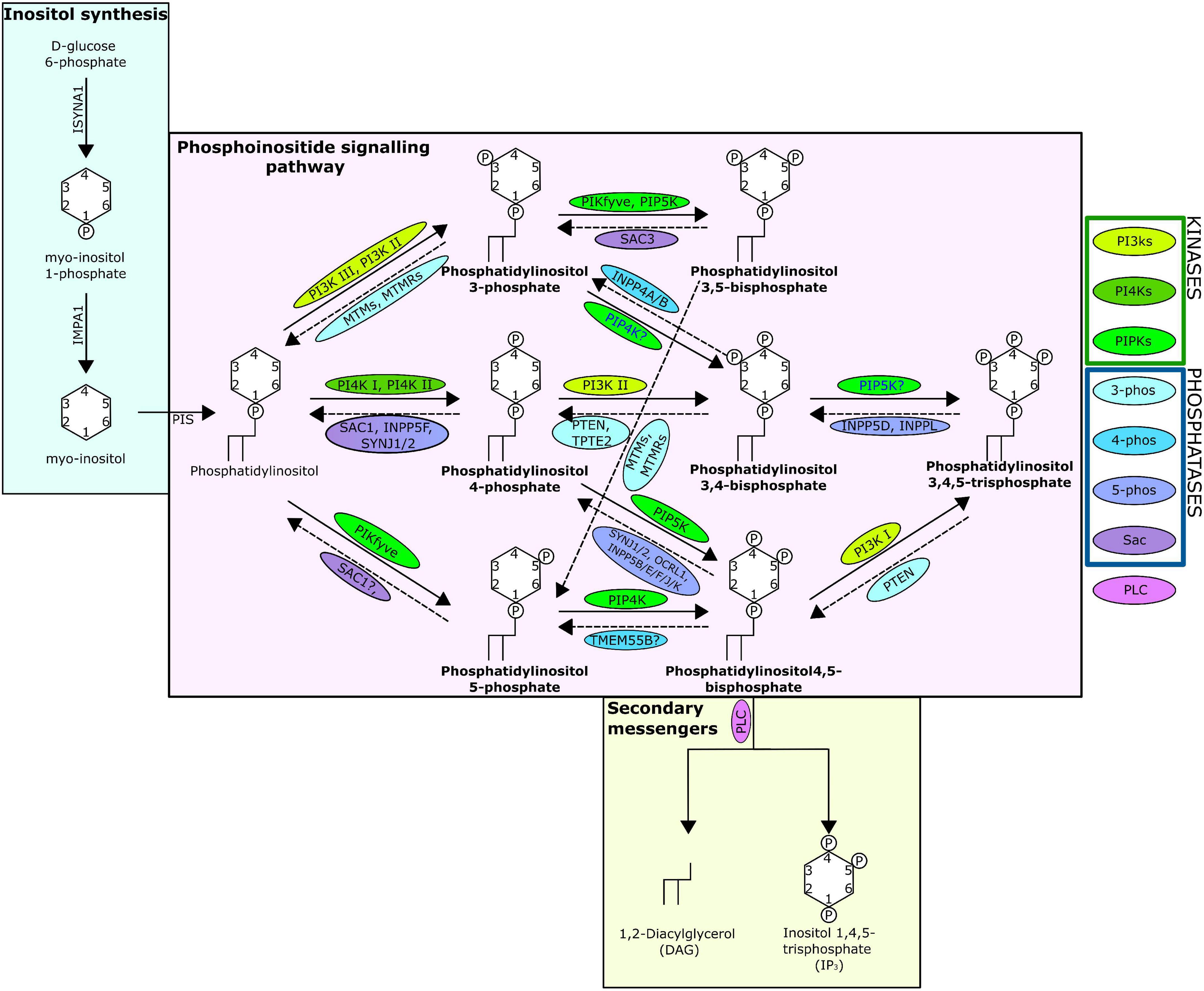 Genomic conservation and putative downstream functionality of the phosphatidylinositol signalling pathway in the cnidarian-dinoflagellate symbiosis